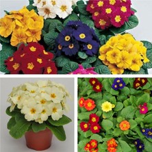 Serada Decor Plant Çuha (Marul) Çiçeği 8.5 Saksıda 3lü Set Karışık Renk Çiçekli Bodur Bitki Primula