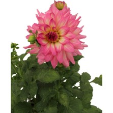 Serada Decor Plant Dahlia - Yıldız Çiçeği - Dalya Bitkisi Pembe Renk Dış Mekan Balkon Bahçe Peyzaj