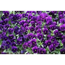 Serada Decor Plant 10 Adet Koyu Mor Hercail Menekşe Çiçeği Fidanı Fidesi 5 cm 15 cm