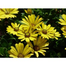 Serada Decor Plant Bodrum Papatyası Çiçeği Fidanı Saksılı Sarı