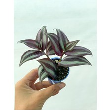 Serada Decor Plant Bordo Telgraf Çiçeği 5.5 cm Saksıda