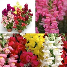 Serada Decor Plant Pembe Renk Aslan Ağzı Çiçeği  Fidesi 1 Adet 5CM-15CM