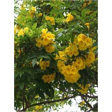 Serada Decor Plant Sarı Acem Borusu Çiçeği Fidanı 60 cm