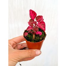 Serada Decor Plant Çingene Şalvarı Bitkisi Iresine Herbstii 5.5 cm Mini Saksıda