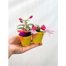 Serada Decor Plant Mini Saksıda 2 Adet Küpeli Çiçeği Fidesi Karışık Renk