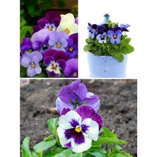 Serada Decor Plant Mini Saksılı Hercai Menekşe 1 Adet