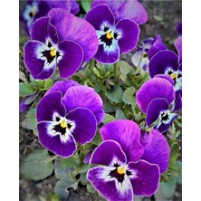 Serada Decor Plant Hercai Menekşe Mor Saksılı- 10,5 Saksıda