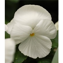 Serada Decor Plant Hercai Menekşe Beyaz Saksılı- 10,5 Saksıda