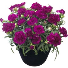 Serada Decor Plant Kokulu Mor Bodur Karanfil Bitkisi Dianthus Caryophyllus Purple