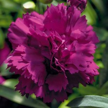 Serada Decor Plant Kokulu Mor Bodur Karanfil Bitkisi Dianthus Caryophyllus Purple