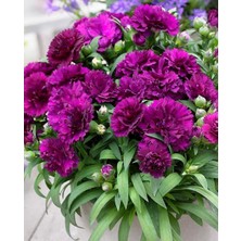 Serada Decor Plant Kokulu Mor Bodur Karanfil Bitkisi Dianthus Caryophyllus Purple