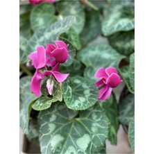 Serada Decor Plant Sıklamen Çiçeği