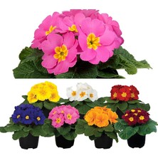 Serada Decor Plant Pembe Çuha (Marul) Çiçeği Saksılı Çiçekli Bodur Bitki