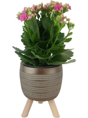 Karla Botanik Pembe Kalanşo Gold Damla Saksıda Kalanchoe