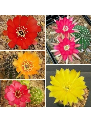 Day 10'lu Mix Barrel Cactus Tohumu + 10'lu Kırmızı Papatya Çiçek Tohumu