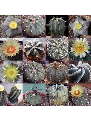 Day 100'lü Mix Barrel Cactus Tohumu + 10'lu Kırmızı Orkide Çiçek Tohumu