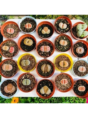 Day 100'lü Mix Barrel Cactus Tohumu + 10'lu Kırmızı Papatya Çiçek Tohumu