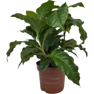 Karla Botanik Mini Kahve Bitkisi