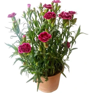 Mor Karanfil Çiçeği