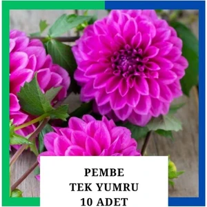 Yıldız Çiçeği (Dahlia) Soğanı/yumrusu - Pembe 1 Yumru (10 Adet)