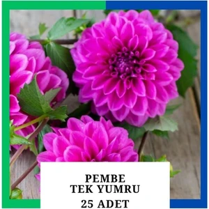 Yıldız Çiçeği (Dahlia) Soğanı/yumrusu - Pembe 1 Yumru (25 Adet)