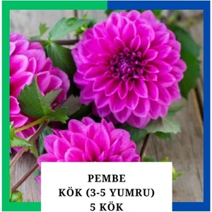 Yıldız Çiçeği (Dahlia) Soğanı/yumrusu - Pembe 4-5 Yumru (5 Adet)