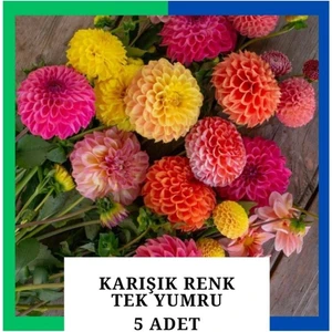 Yıldız Çiçeği (Dahlia) Soğanı/yumrusu - Karışık 1 Yumru (5 Adet)