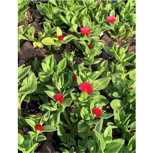 Serada Decor Plant Buz Çiçeği 10 Adet Pembe Çiçekli Yer Örtücü Sukulent Mezarlık Çiçeği