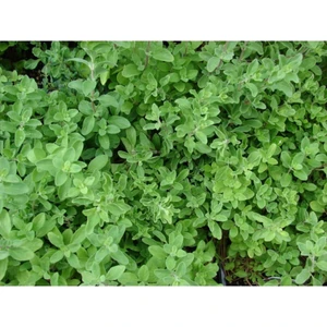 Serada Decor Plant Mercan Köşk Bitkisi Çiçeği Fidanı 30 cm