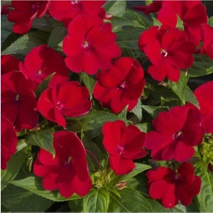 Serada Decor Plant Kırmızı Cam Güzeli Fidanı Yeniğine Saksılı