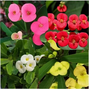 Serada Decor Plant 4 Adet Dikenler Tacı Sarı Kırmızı Pembe Beyaz