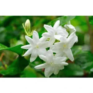 Serada Decor Plant Ful Yasemin Çiçeği Beyaz Yasemin 40 cm Saksılı