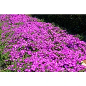 Serada Decor Plant 10 Adet Acem Halısı Çiçeği Fidesi Fidanı