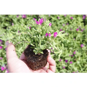 Serada Decor Plant Acem Halısı - Mezarlık Kabir Çiçeği 35 Adet  Dış Mekan Süs Bitkisi Yer Örtücü