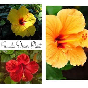 Serada Decor Plant Japon Gülü Çiçeği Saksılı 3 Adet Saksılı Sarı Kırmızı Turuncu Bahçe Seti