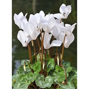 Serada Decor Plant Beyaz Sıklamen (Cyclamen) Çiçeği Saksılı