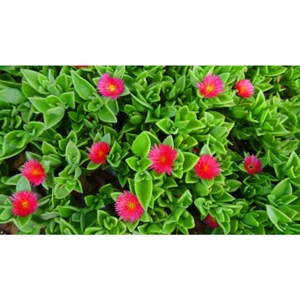 Serada Decor Plant 10 Adet Buz Çiçeği Fidesi Fidanı