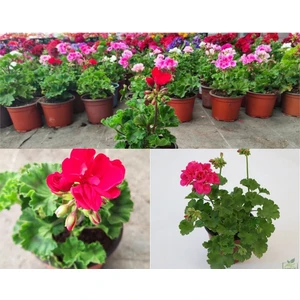 Serada Decor Plant Pembe Sardunya Çiçeği Saksılı