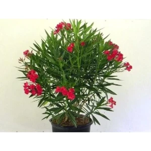 Serada Decor Plant Kırmızı Bodur Zakkum Çiçeği Fidanı 60 cm Saksılı