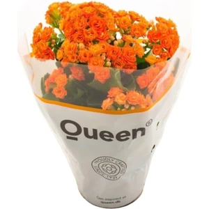 Serada Decor Plant Kalanşo Kalanchoe (Emel Hanım) Çiçeği Turuncu Renk