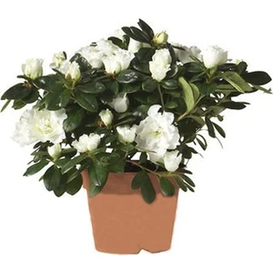 Serada Decor Plant Beyaz Açelya Çiçeği  20CM-40CM Saksılı