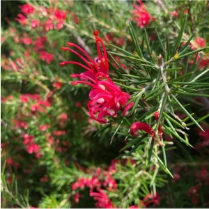 Serada Decor Plant Gravilla Çalısı Çiçeği Fidanı Saksılı 40CM 60 cm