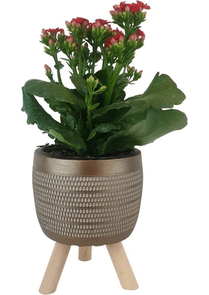Kırmızı Kalanşo Gold Damla Saksıda Kalanchoe