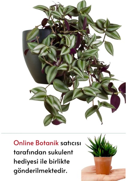 Telgraf Çiçeği