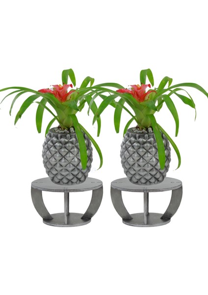 Ahşap Ayaklı Beton Saksı Büyük Boy Set 2 Adet Ananas Model