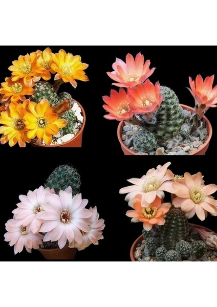 100'lü Karışık Succulent Kaktüs Tohumu + 10'lu Kırmızı Gül Çiçek Tohumu