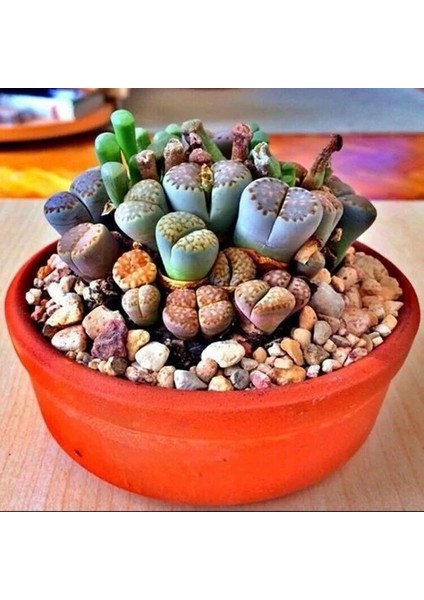 10'lu Karışık Succulent Kaktüs Tohumu + 10'lu Kırmızı Gül Çiçek Tohumu