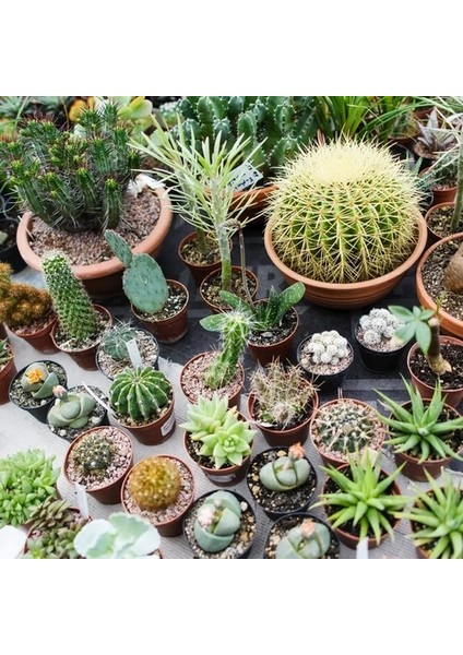 25'li Karışık Succulent Kaktüs Tohumu + 10'lu Kırmızı Gül Çiçek Tohumu