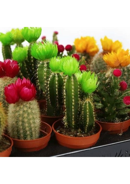 10'lu Karışık Succulent Kaktüs Tohumu + 10'lu Kırmızı Gül Çiçek Tohumu