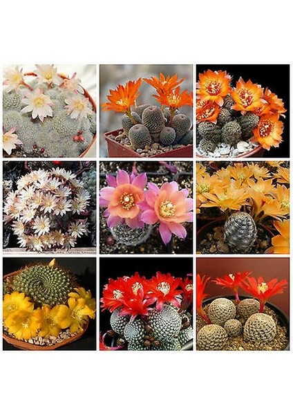 50'li Karışık Succulent Kaktüs Tohumu + 10'lu Kırmızı Gül Çiçek Tohumu